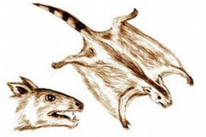 Volatikoteries - flying beast Volatikoteries - flying beast